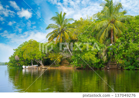 Serene River Landscape in Sri Lanka with Exotic Vegetation 137049276