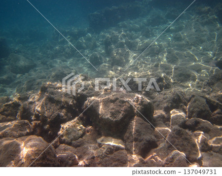 photo taken under water photo taken under water 137049731