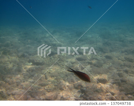photo taken under water photo taken under water 137049738