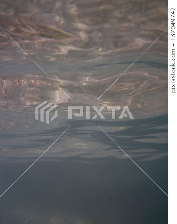 photo taken under water photo taken under water 137049742