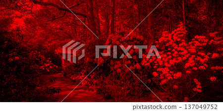 Amazing view in Japanese garden:  blooming Rhododendron bushes- yellow and purple colors and eathern garden path. Filtered 137049752
