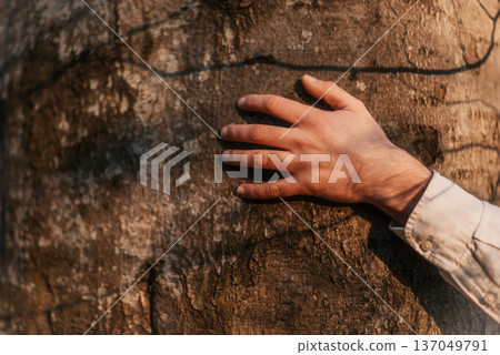 Mans Hand Touching Textured Bark of tree 137049791