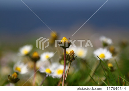 tiny beautiful daisies. close up flowers. tiny beautiful daisies. close up flowers. 137049844