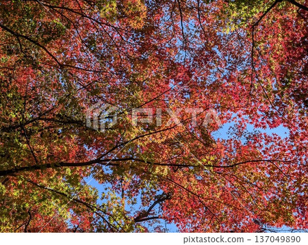 Autumn leaves Autumn leaves 137049890