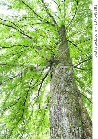 A large tree of wigs 137049893