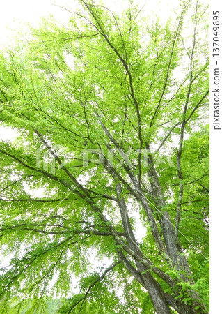 A large tree of wigs 137049895