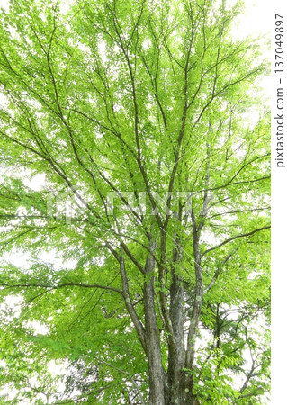 A large tree of wigs 137049897