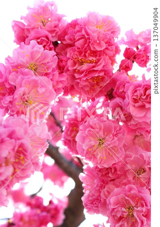 Double-flowered red plum blossoms in full bloom [White background] 137049904