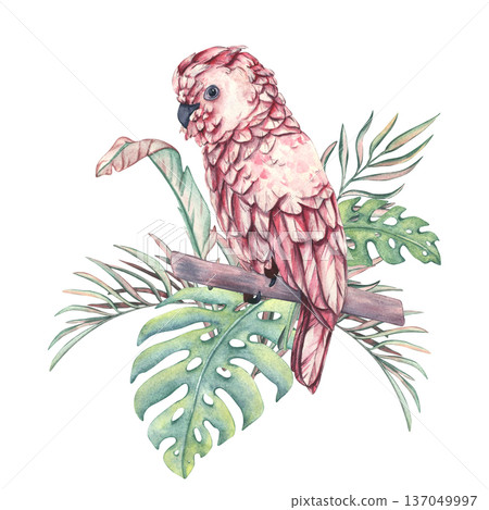 A pink cockatoo with flowers. Parrot in palm leaves. Watercolor illustration of Bird in the jungle. Hand painted Pink cockatoo, flowers and palm leaves. Tropical pink parrots, jungle flowers, leaves 137049997