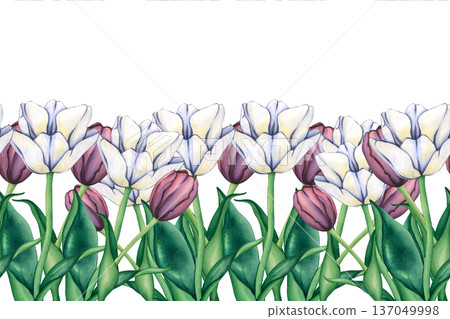 Seamless border of Tulips. Watercolor hand drawn floral illustration of Spring garden flowers. Seamless watercolor ornament of flowers. Border with tulips for packaging, postcards, textiles 137049998