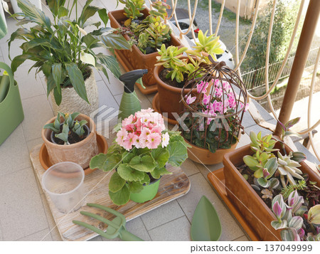 Potted flowers on balcony. Gardening tools. Nature and plant care. Interior design. Potted flowers on balcony. Gardening tools. Nature and plant care. Interior design. 137049999
