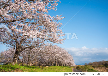 Morning view of cherry blossom trees along the Ano River in Kitakamiyama, Geino Town, Tsu City, Mie Prefecture Morning view of cherry blossom trees along the Ano River in Kitakamiyama, Geino Town, Tsu City, Mie Prefecture 137050133