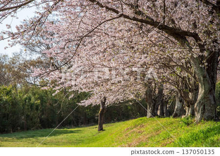 Kitakamiyama Flower Road: Cherry blossom trees along the Ano River, morning scenery (Geino-cho, Tsu City, Mie Prefecture) Kitakamiyama Flower Road: Cherry blossom trees along the Ano River, morning scenery (Geino-cho, Tsu City, Mie Prefecture) 137050135