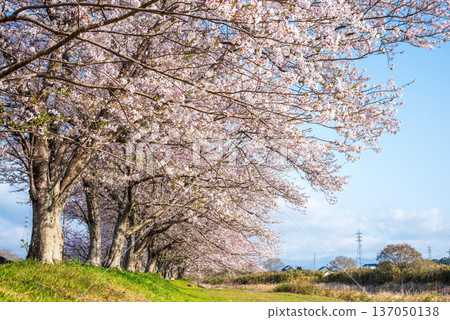 清晨,三重縣津市藝能町北上山沿著阿野川的櫻花樹盛開。 清晨,三重縣津市藝能町北上山沿著阿野川的櫻花樹盛開。 137050138