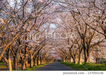 清晨,三重縣津市藝能町北上山沿著阿野川的櫻花樹盛開。 清晨,三重縣津市藝能町北上山沿著阿野川的櫻花樹盛開。 137050146