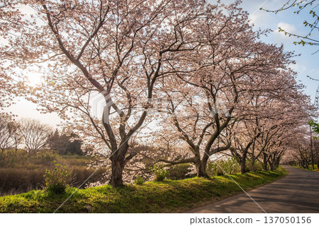 清晨,三重縣津市藝能町北上山沿著阿野川的櫻花樹盛開。 清晨,三重縣津市藝能町北上山沿著阿野川的櫻花樹盛開。 137050156