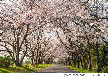 清晨,三重縣津市藝能町北上山沿著阿野川的櫻花樹盛開。 清晨,三重縣津市藝能町北上山沿著阿野川的櫻花樹盛開。 137050157