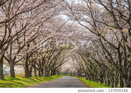 Morning view of cherry blossom trees along the Ano River in Kitakamiyama, Geino Town, Tsu City, Mie Prefecture Morning view of cherry blossom trees along the Ano River in Kitakamiyama, Geino Town, Tsu City, Mie Prefecture 137050166