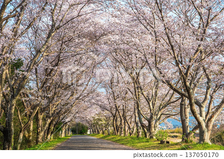 清晨,三重縣津市藝能町北上山沿著阿野川的櫻花樹盛開。 清晨,三重縣津市藝能町北上山沿著阿野川的櫻花樹盛開。 137050170