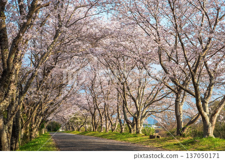 清晨，三重縣津市藝能町北上山沿著阿野川的櫻花樹盛開。 137050171