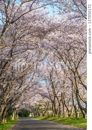 Morning view of cherry blossom trees along the Ano River in Kitakamiyama, Geino Town, Tsu City, Mie Prefecture 137050172