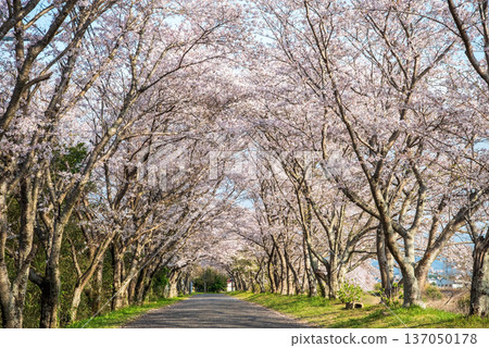 Morning view of cherry blossom trees along the Ano River in Kitakamiyama, Geino Town, Tsu City, Mie Prefecture Morning view of cherry blossom trees along the Ano River in Kitakamiyama, Geino Town, Tsu City, Mie Prefecture 137050178