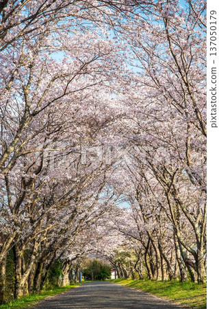 Morning view of cherry blossom trees along the Ano River in Kitakamiyama, Geino Town, Tsu City, Mie Prefecture Morning view of cherry blossom trees along the Ano River in Kitakamiyama, Geino Town, Tsu City, Mie Prefecture 137050179