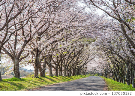 清晨，三重縣津市藝能町北上山沿著阿野川的櫻花樹盛開。 137050182
