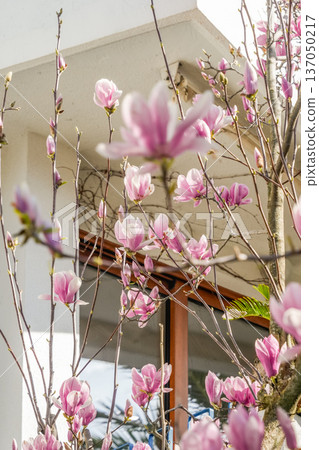 Magnolia Trees Blooming in Spring Landscape 137050217