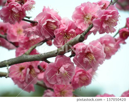 “紅梅花” “紅梅花” 137050420
