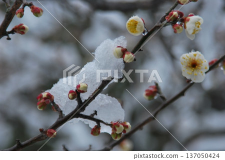 "Plum blossom buds" in a snowy landscape "Plum blossom buds" in a snowy landscape 137050424