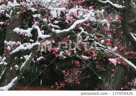 Snowy scenery and "red plum blossoms" Snowy scenery and "red plum blossoms" 137050426