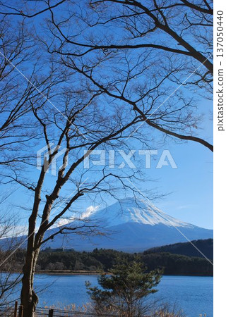"Cherry Blossoms and Mt. Fuji" - Patiently waiting for the spring blossoms 137050440