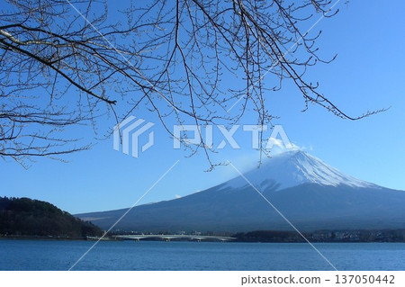 Cherry blossoms in bud and Mount Fuji from the shores of Lake Kawaguchi Cherry blossoms in bud and Mount Fuji from the shores of Lake Kawaguchi 137050442