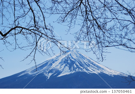 櫻花花苞與富士山遙遙相望 137050461