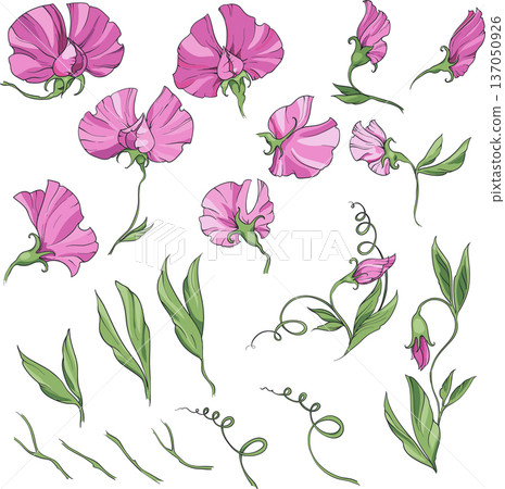 sweet pea pink flowers and leaves, vintage illustration. big set of elements isolated 137050926
