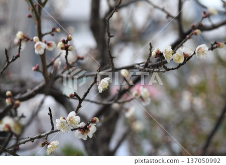 Winter flower, "White Plum Blossom" Winter flower, "White Plum Blossom" 137050992