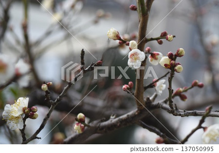 Cold-resistant "Plum Blossoms" Cold-resistant "Plum Blossoms" 137050995