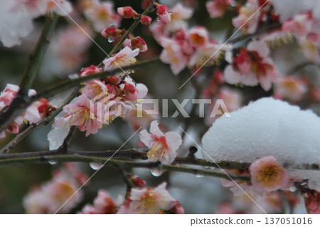 白雪皚皚,梅花盛開 白雪皚皚,梅花盛開 137051016