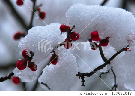 鮮豔的梅花苞在雪景和寒冷中仍挺立。 137051018