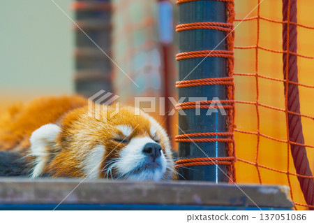 Lesser panda 137051086