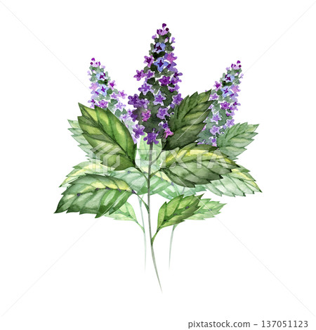 Hand-drawn watercolor illustration of a Patchouli plant Pogostemon cablin. The composition features lush green serrated leaves and delicate purple flower spikes, perfect for herbal, cosmetic, and 137051123