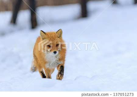 Kita fox 137051273