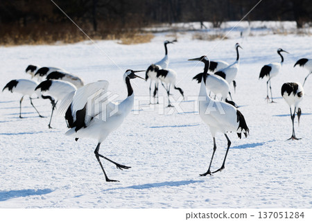 Crane Dance Crane Dance 137051284