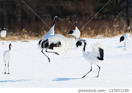 Crane Dance Crane Dance 137051290