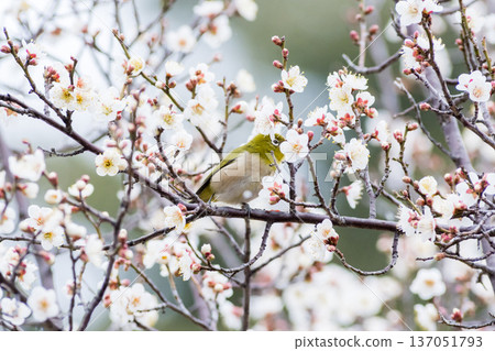 【野鳥】一隻繡眼鳥飛來李樹上吸食花蜜。 【野鳥】一隻繡眼鳥飛來李樹上吸食花蜜。 137051793