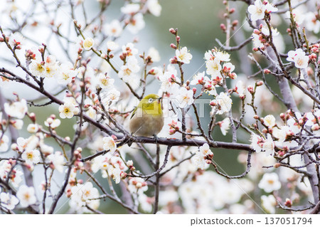 [Wild bird] A Japanese white-eye comes to drink nectar from a plum tree 137051794