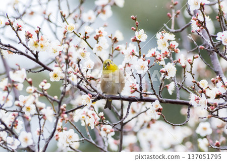 [Wild bird] A Japanese white-eye comes to drink nectar from a plum tree 137051795
