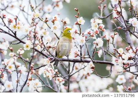 【野鳥】一隻繡眼鳥飛來李樹上吸食花蜜。 【野鳥】一隻繡眼鳥飛來李樹上吸食花蜜。 137051796