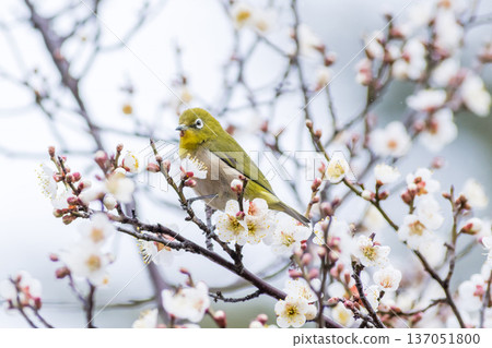 【野鳥】一隻繡眼鳥飛來李樹上吸食花蜜。 137051800